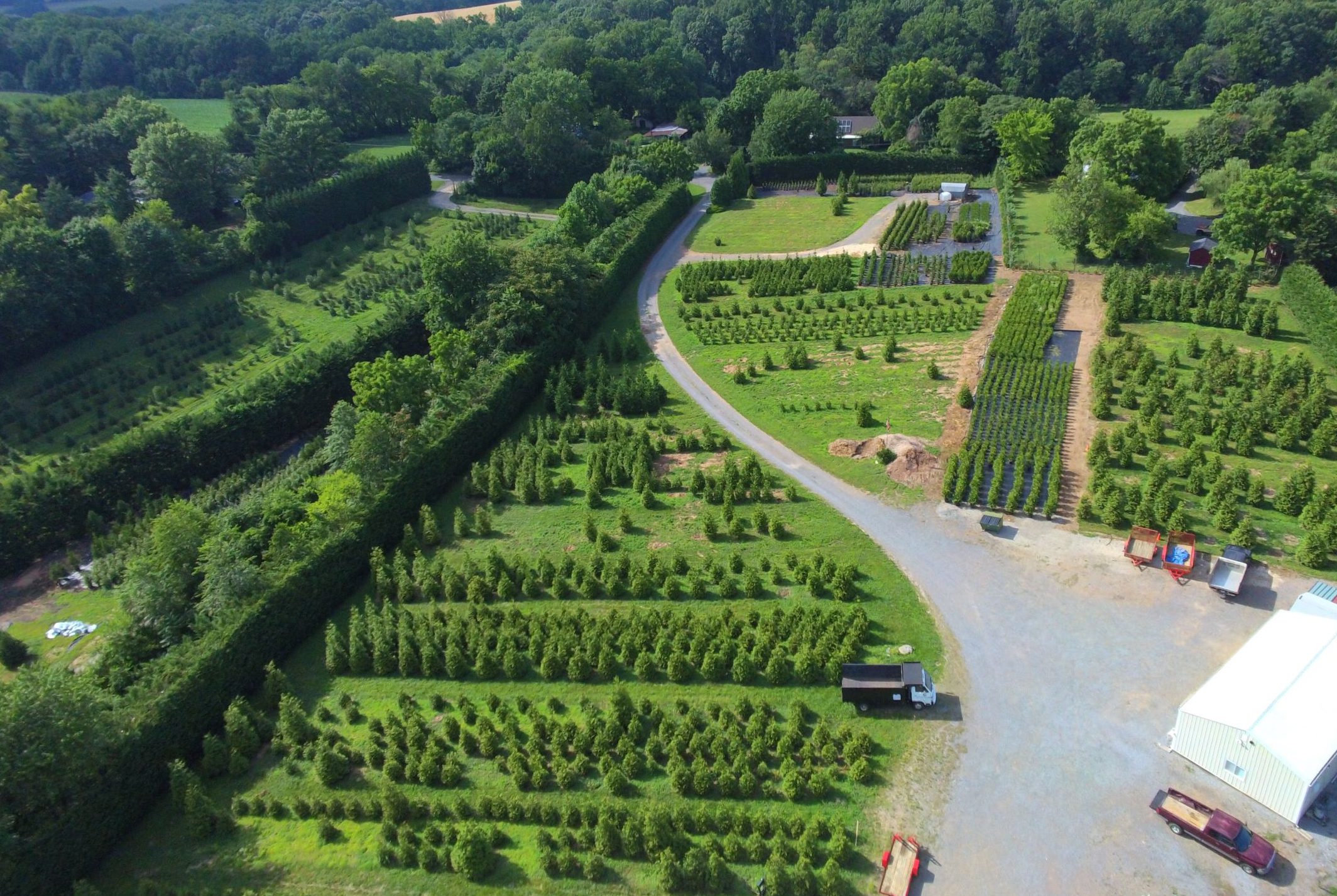 How to Pick the Right Privacy Tree | Pryor's Nursery