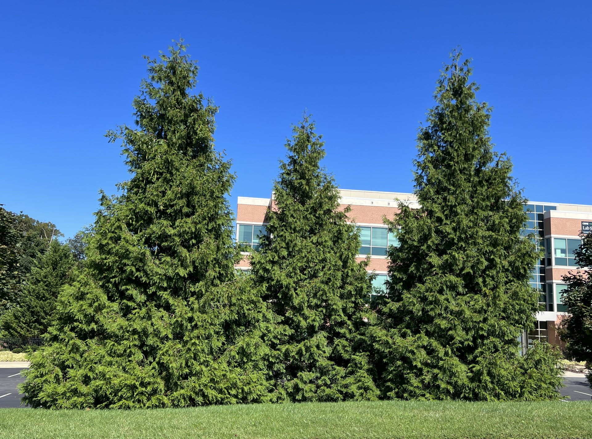 EVERGREEN 486 UPGRADE 未開封 動作未確認 Green Giant Arborvitae: A Lush and Affordable Landscape | Pryor's